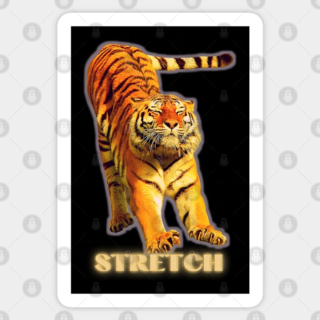 Large tiger doing a stretch exercise - silver gold 1 Sticker by Blue Butterfly Designs 